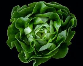 Salat - MERVEILLE D'HIVER Lactuca sativa L.