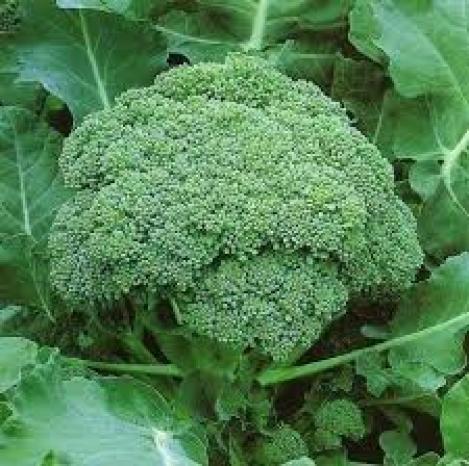 Pakis - Spargelkapsas brokkoli - CALABRESE, maheseeme, pärandsort