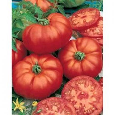 Pakis - Harilik tomat- MARMANDE , maheseeme, pärandsort