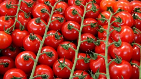 Pakis - Tomat ZUCKERTRAUBE, maheseeme, pärandsort