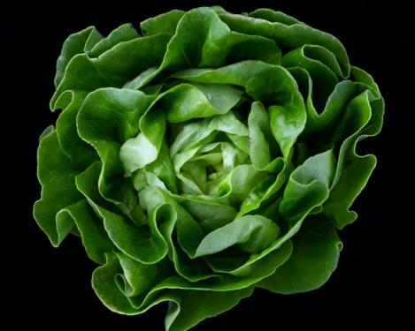 Pakis - Salat - MERVEILLE D'HIVER Lactuca sativa L., maheseeme, pärandsort