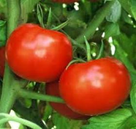Harilik tomat - DELICIOUS RED 2272