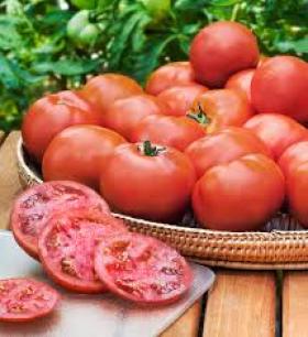 Harlik tomat Heinz 1350