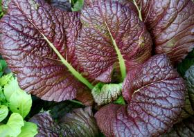 Hiina lehtnaeris, paksoi RED GIANT