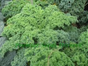 Lehtkapsas, kale- VATES BLUE CURLED