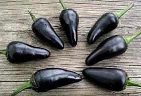 Vürtspaprika (tšillipaprika) BLACK HUNGARIAN