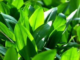 Karulauk - Allium ursinum