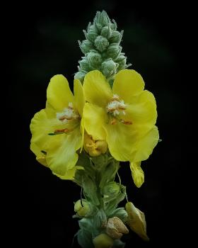 Üheksavägine