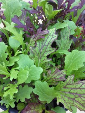Salatite segu TASTY MUSTARD MIX