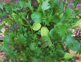 Salatite segu BRIGHT AND SPICY MIX