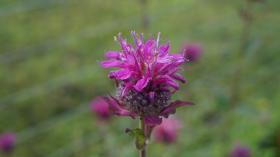 Monarda LEMON BEEBALM, LEMON MINT