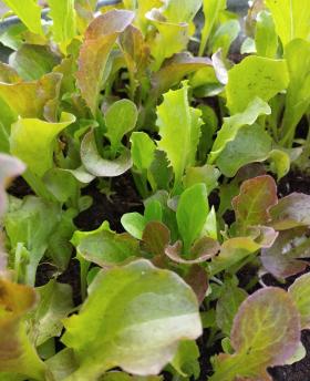 Gurmee salatite segu- MESCLUN MIX 