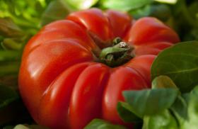 Tomat COSTOLUTO FIORENTINO