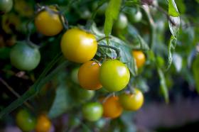 Tomat GOLDEN CURRANT