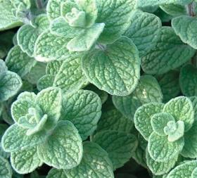 Oregano ZAATAR