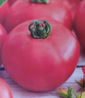 Harilik tomat - ESMIRA F1
