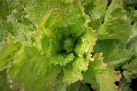 Salat LETTUCE REGINA DI MAGGIO