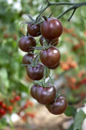 Kirsstomat BLACK CHERRY