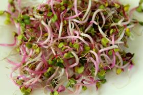 Daikon, võrseteks, idandamiseks 20g