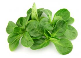 Põldkännak, põldsalat, lambasalat