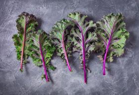 Lehtkapsas, kale ROUGE DE RUSSIE