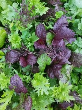 Salatite segu TASTY MUSTARD MIX