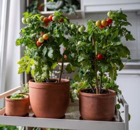 Tomat GARTENPERLE