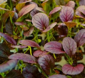 Paksoi, hiina lehtnaeris PURPLE RAIN F1 