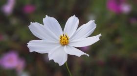 Kosmos SENSATION WHITE