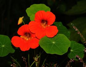 Madal mungalill CHERRY ROSE