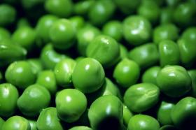 Hernes Utrillo - Varajane pärandsort