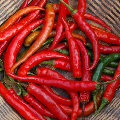 Pakis - Vürtspaprika (tšillipaprika)- RING OF FIRE - seemned