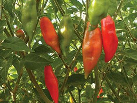 Pakis - Vürtspaprika (tšillipaprika )- HABANERO MAYA RED - seemned