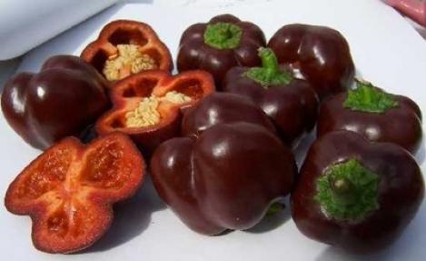 Pakis - Harilik paprika - SWEET CHOCOLATE - seemned