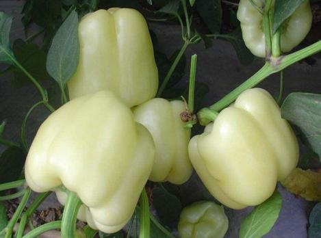 Pakis - Magus paprika - WHITE BELL - seemned