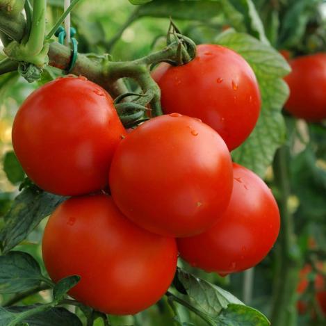 Pakis - Harilik tomat - MONEYMAKER - seemned