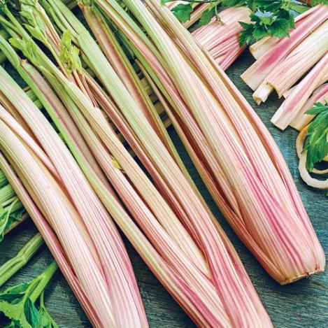 Pakis - Seller - RED STALK - seemned