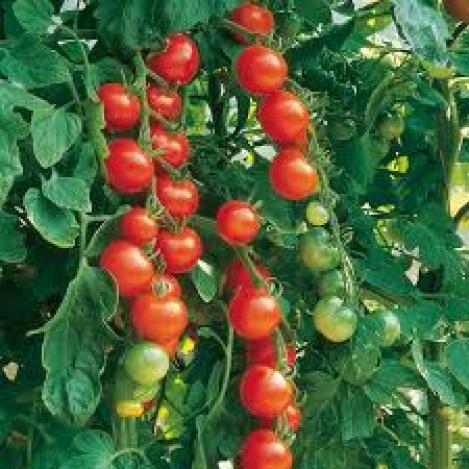Pakis - Kirsstomat - GARDENER`S DELIGHT - seemned