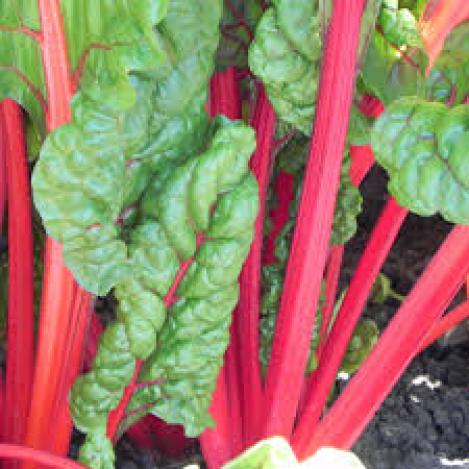 Pakis - Lehtpeet, mangold - RHUBARB CHARD - seemned