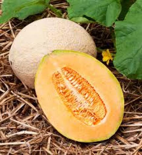Pakis - Melon - HALES BEST JUMBO - seemned