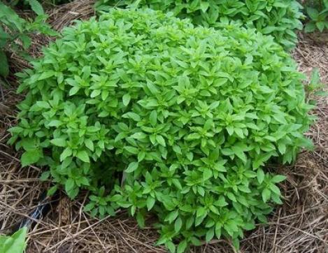 Pakis - Basiilik - SPICY GLOBE BUSH - seemned