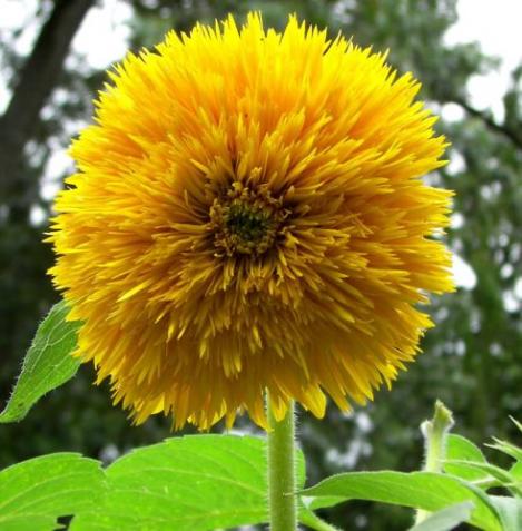 Pakis - Päevalill orgaaniline- SUNGOLD DWARF - seemned