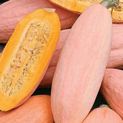 Pakis - Banaankõrvits- PINK BANANA JUMBO - seemned