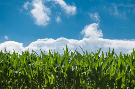 GMO kultuurid suurendavad taimekaitsevahendite kasutamist!