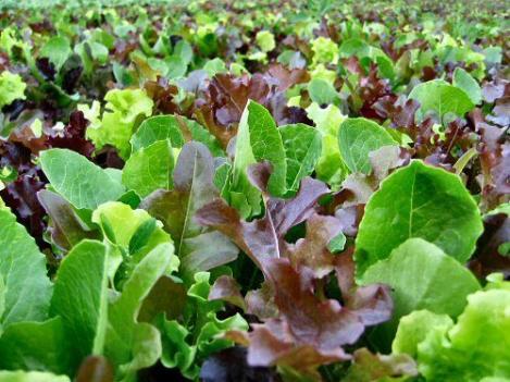 Pakis - Gurmee salatite segu- MESCLUN MIX - seemned