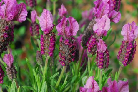 Pakis - Prantsuse LAVENDEL - seemned
