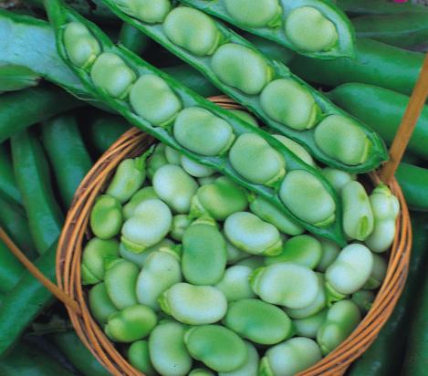 Pakis - Põlduba- MASTERPIECE GREEN LONGPOD - seemned