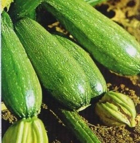 Pakis - Rullkõrvits BOLOGNESE - seemned