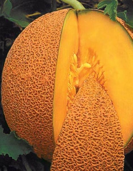 Pakis - Mesimelon - seemned