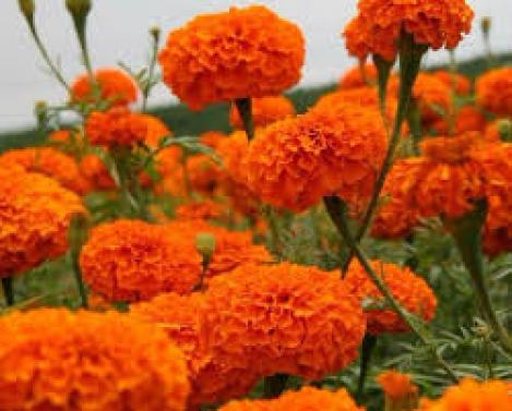 Pakis - Tagetes ehk peiulill oranž, topeltõieline - seemned
